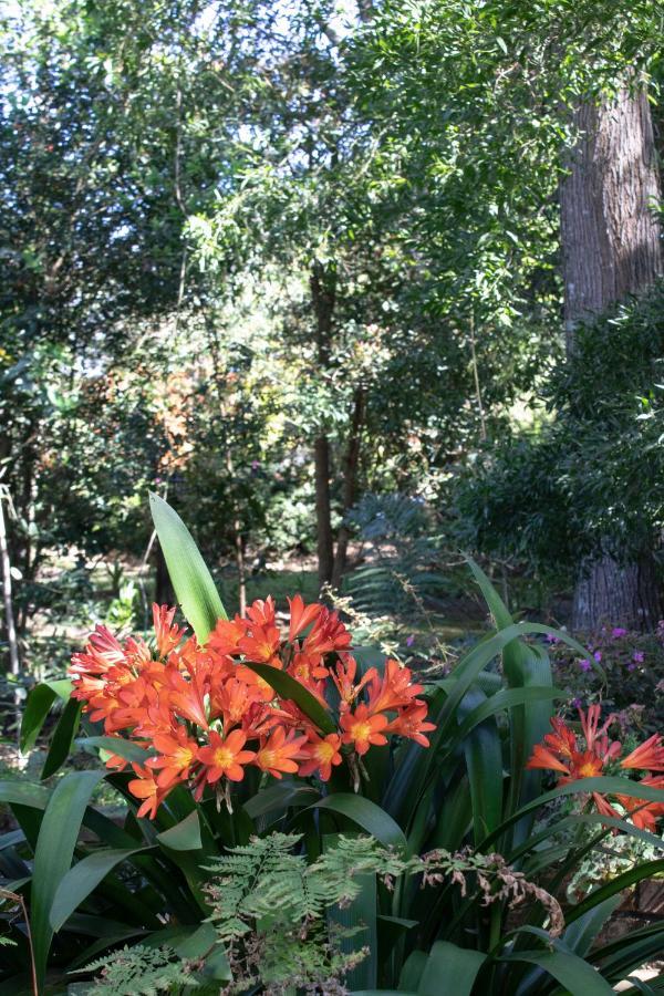 Andelomi Forest Lodge Stormsrivier Bagian luar foto