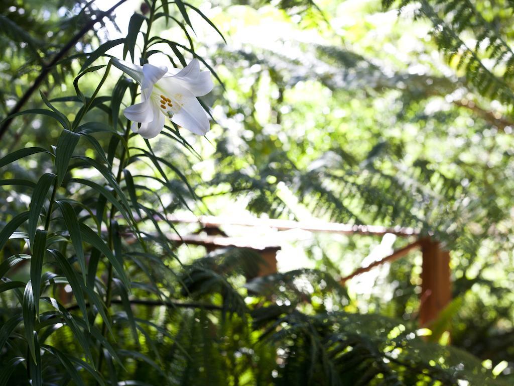 Andelomi Forest Lodge Stormsrivier Bagian luar foto